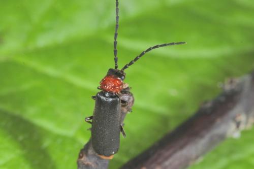 Silis ruficollis